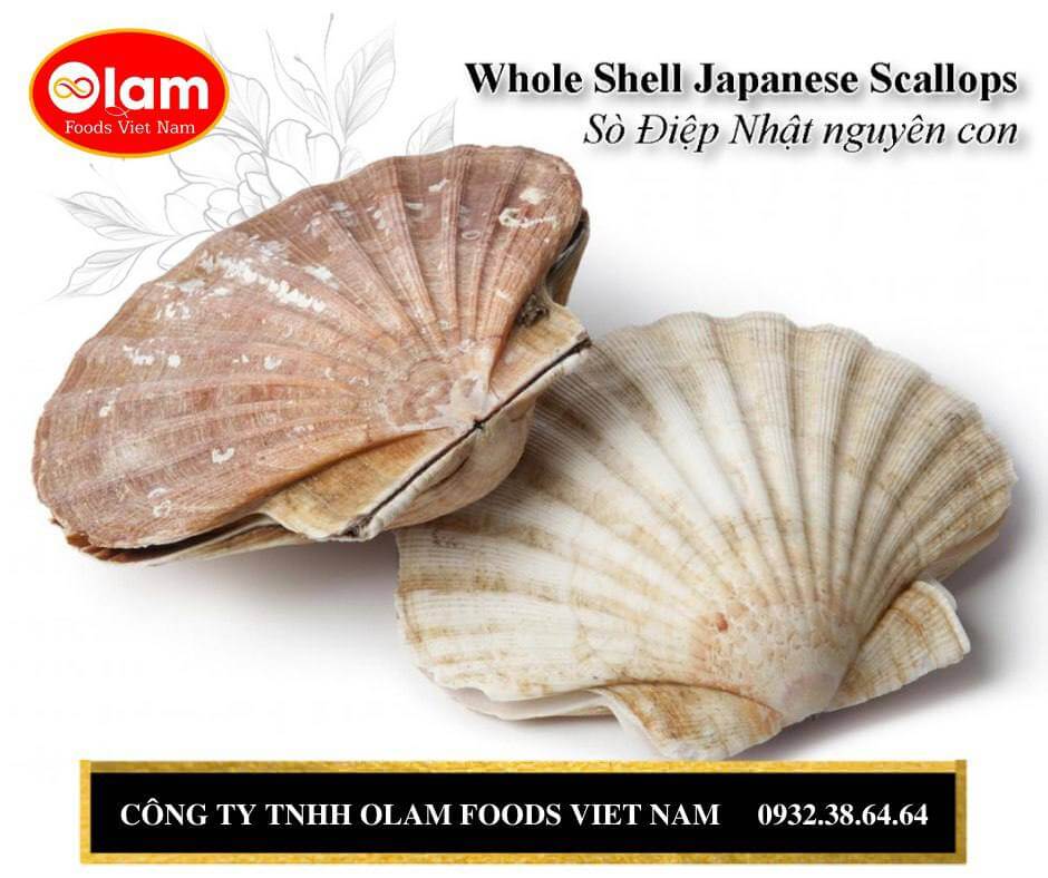 Sò Điệp Nhật Nguyên Vỏ / Wholesale HACCP 10kg Packing Frozen  JP  Scallops