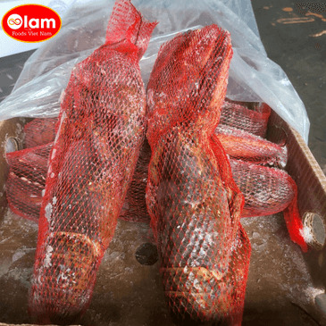 Tôm hùm Canada tươi đông lạnh / FZ CANADA WHOLE  LOBSTER Homarus Americanus (American Lobster)