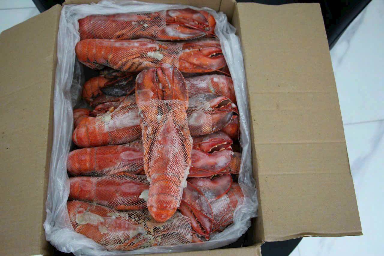 Tôm hùm Canada hấp chín đông lạnh / FZ CANADA WHOLE  COOKED LOBSTER Homarus Americanus (American Lobster)