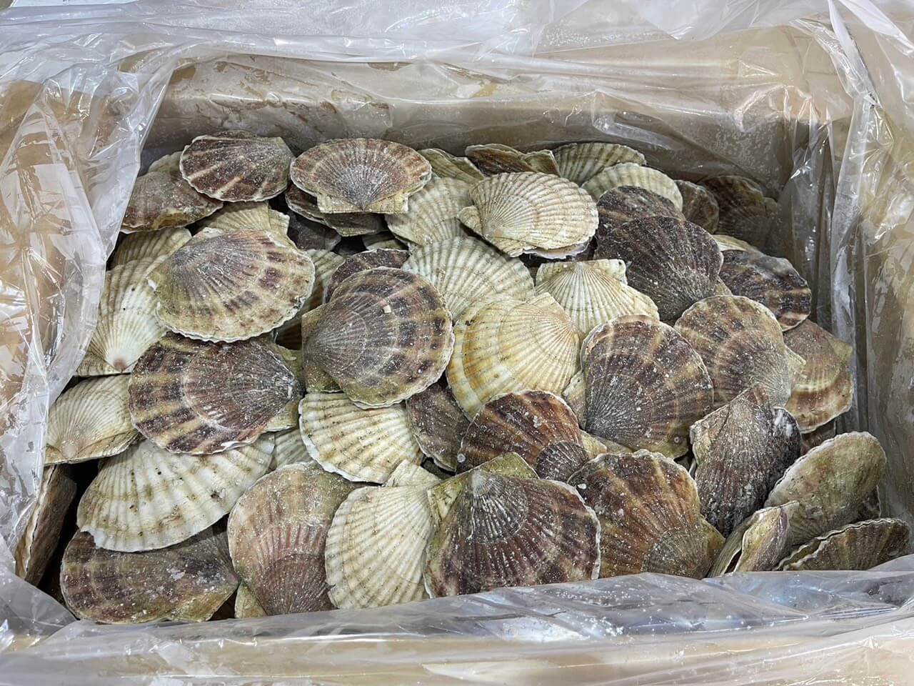 Sò Điệp Nhật Nguyên Vỏ / Wholesale HACCP 10kg Packing Frozen  JP  Scallops