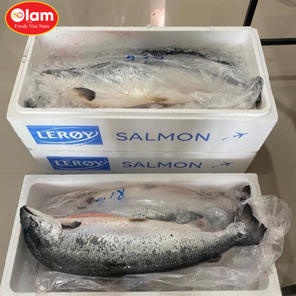 Cá hồi tươi nguyên con / Chilled . Whole Atlantic Salmon